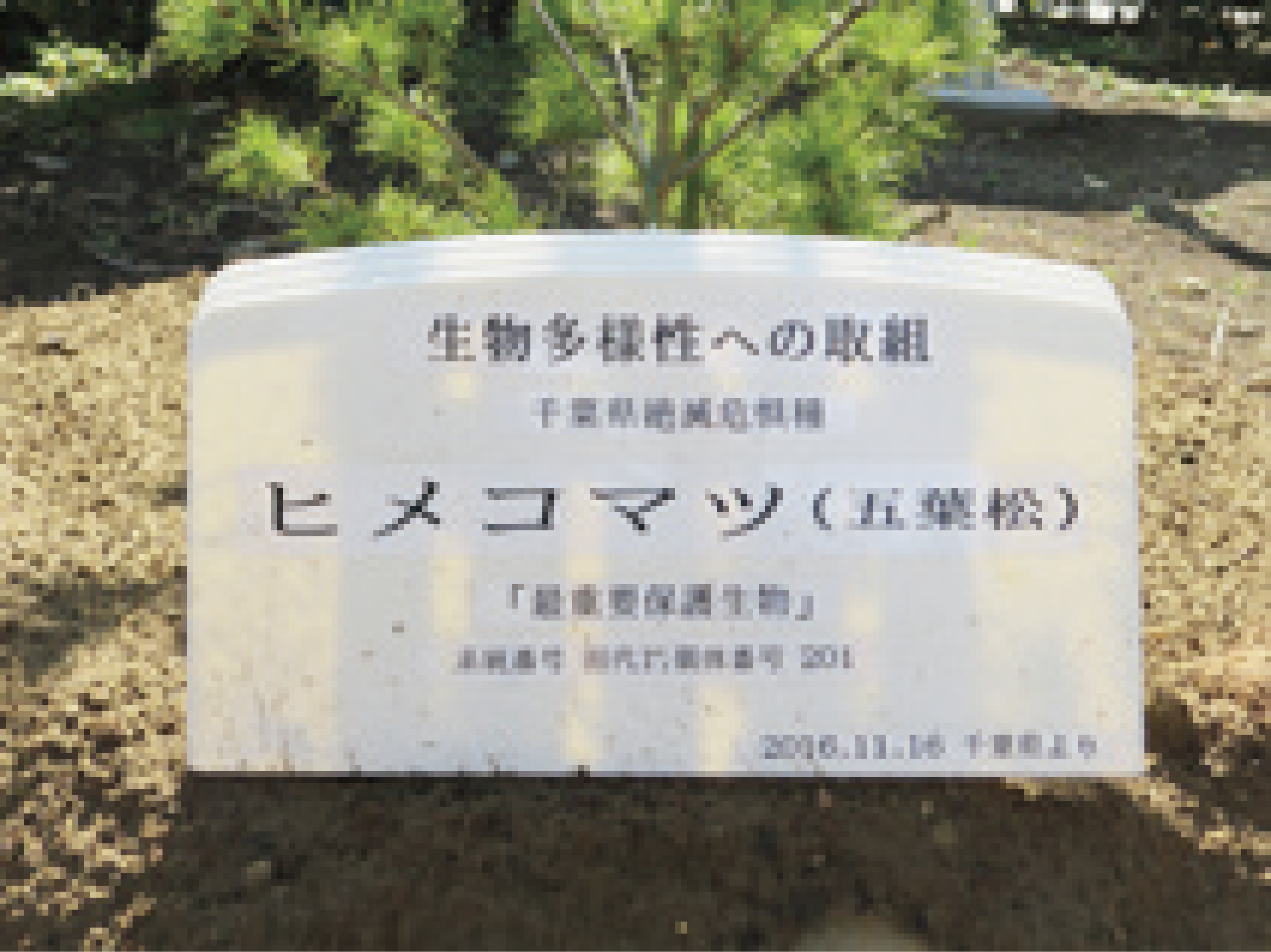 himekomatsu